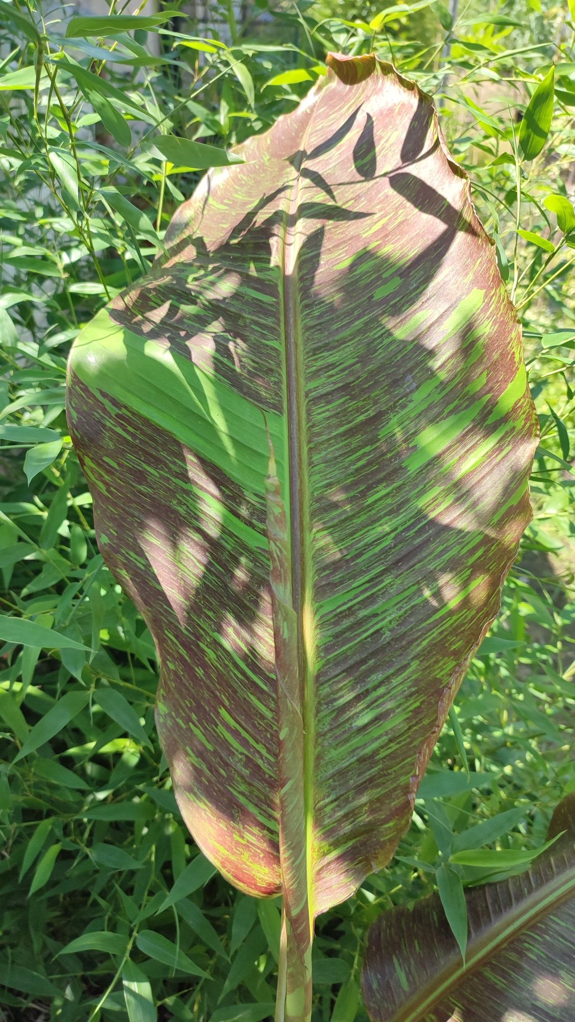 Bananowiec Musa Siam Ruby