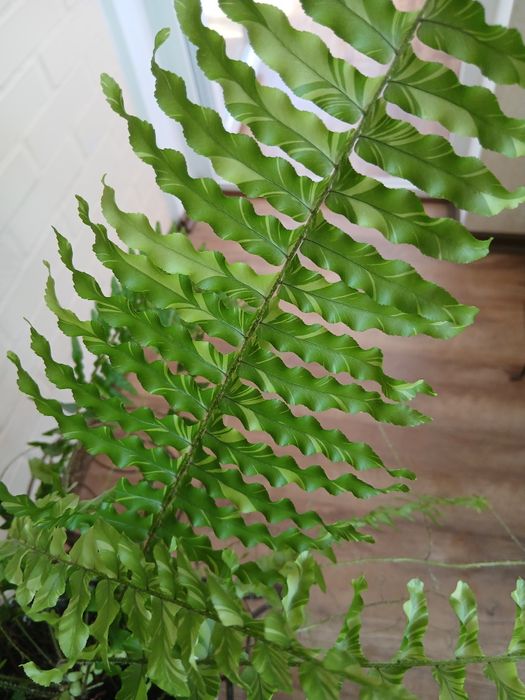 Продам интерьерные комнатные растения:папоротник, зигокактус.