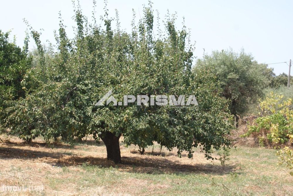 Quinta para Venda em Orca - Fundão