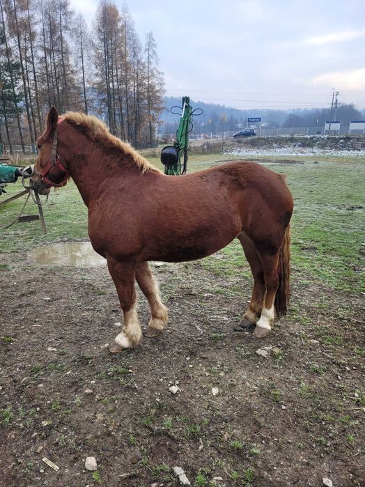 Klacz Polski Koń Zimnokrwisty