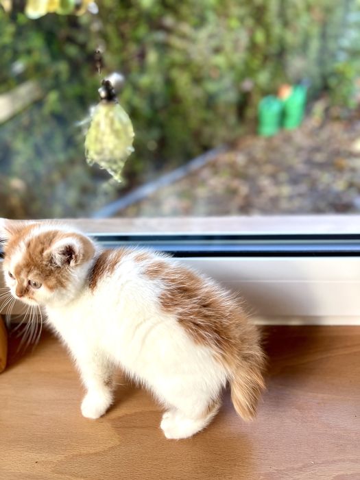 Kotka Brytyjska Bicolour WCF