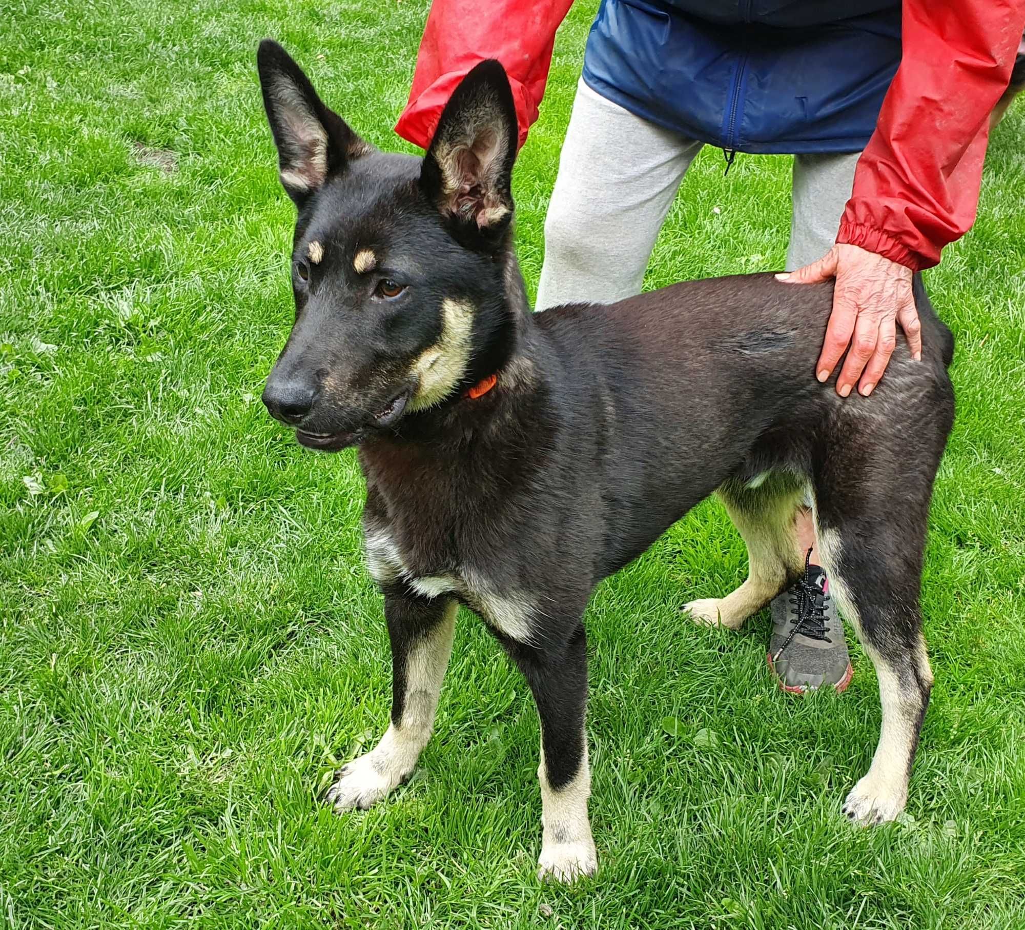 Ośmiomiesięczny Stefan do adopcji.