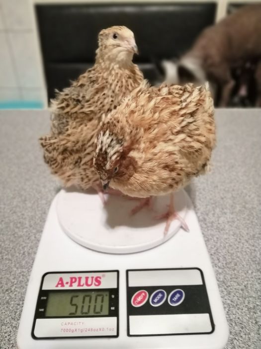 Перепел Перепела Перепелочки Яйца инкубация