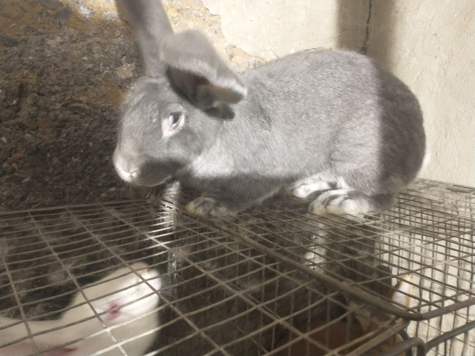 Продам кроликов разных