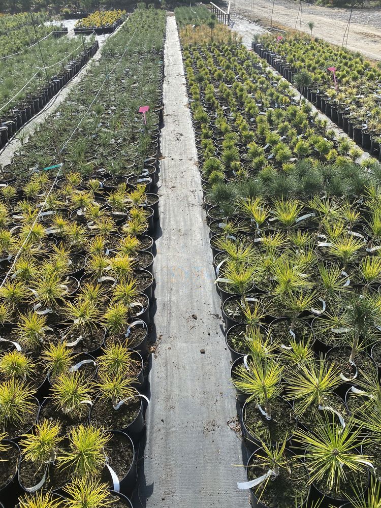 Pinus strobus „Green Twist” forma kulista Producent