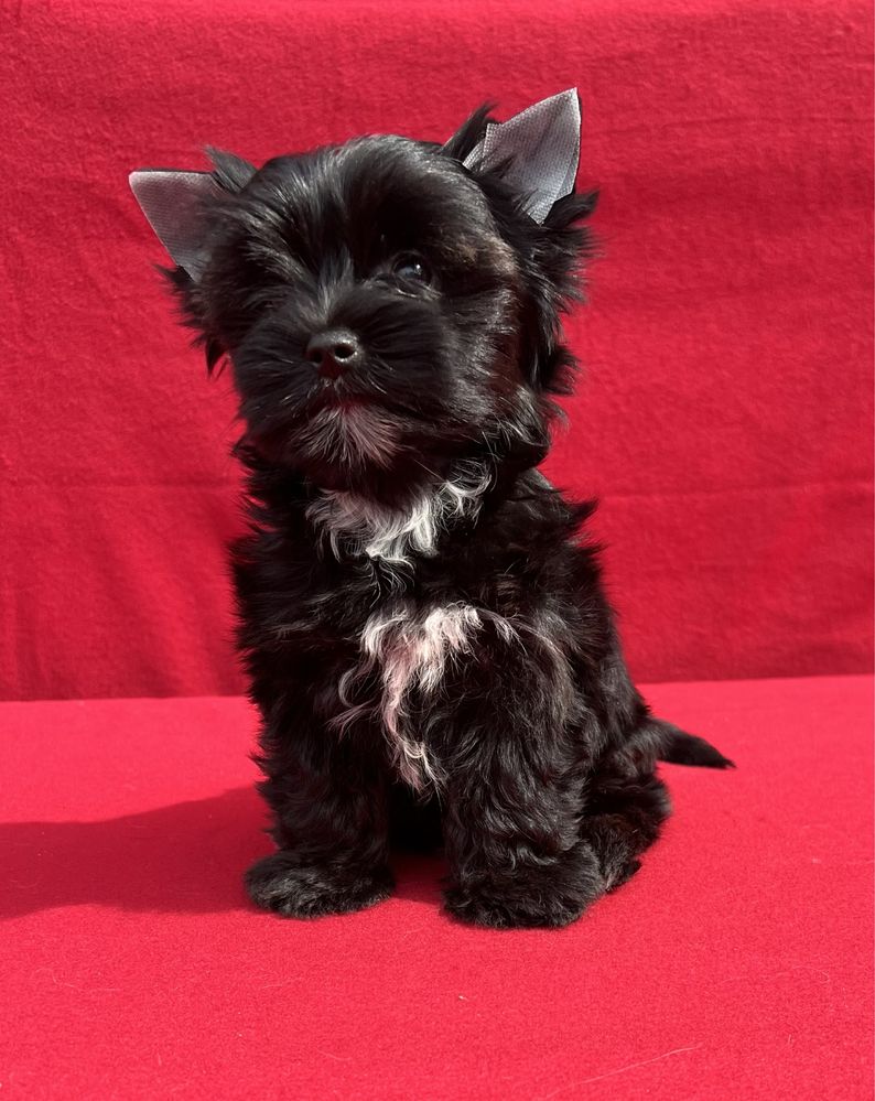 Black Yorkshire Terrier suczka York