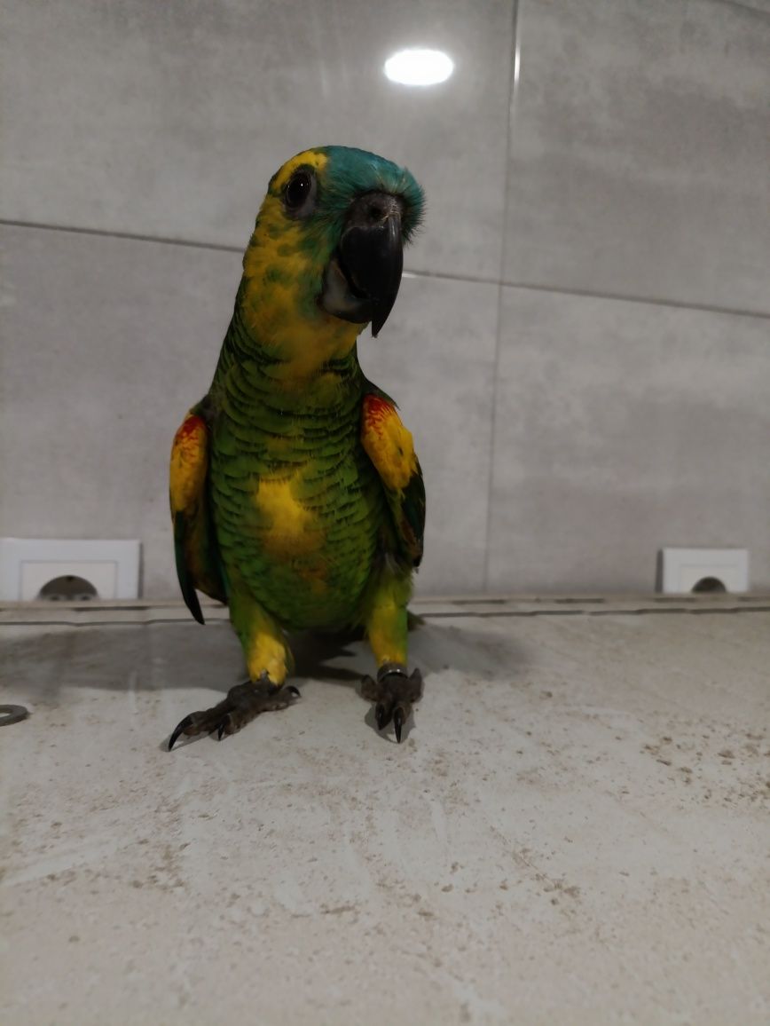 Amazona aestiva xantopherix macho 2025