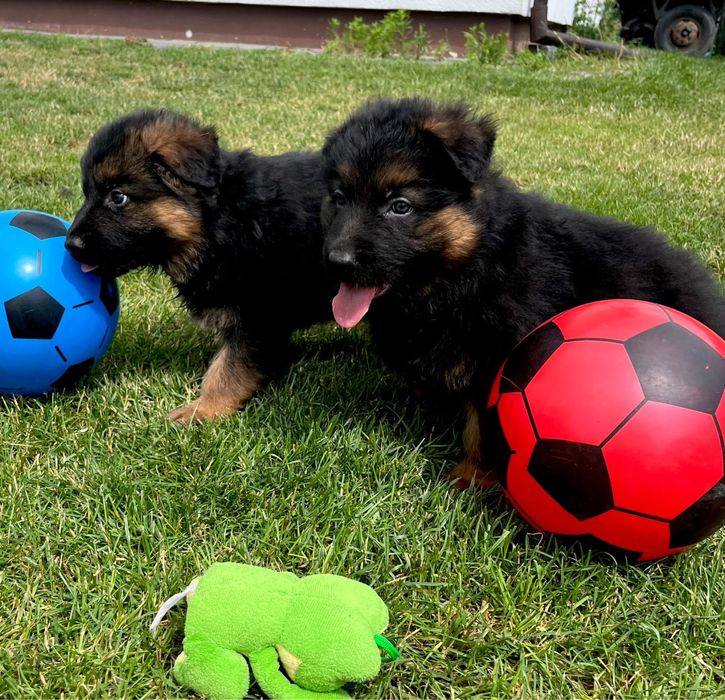 Owczarek Niemiecki . Szczeniak