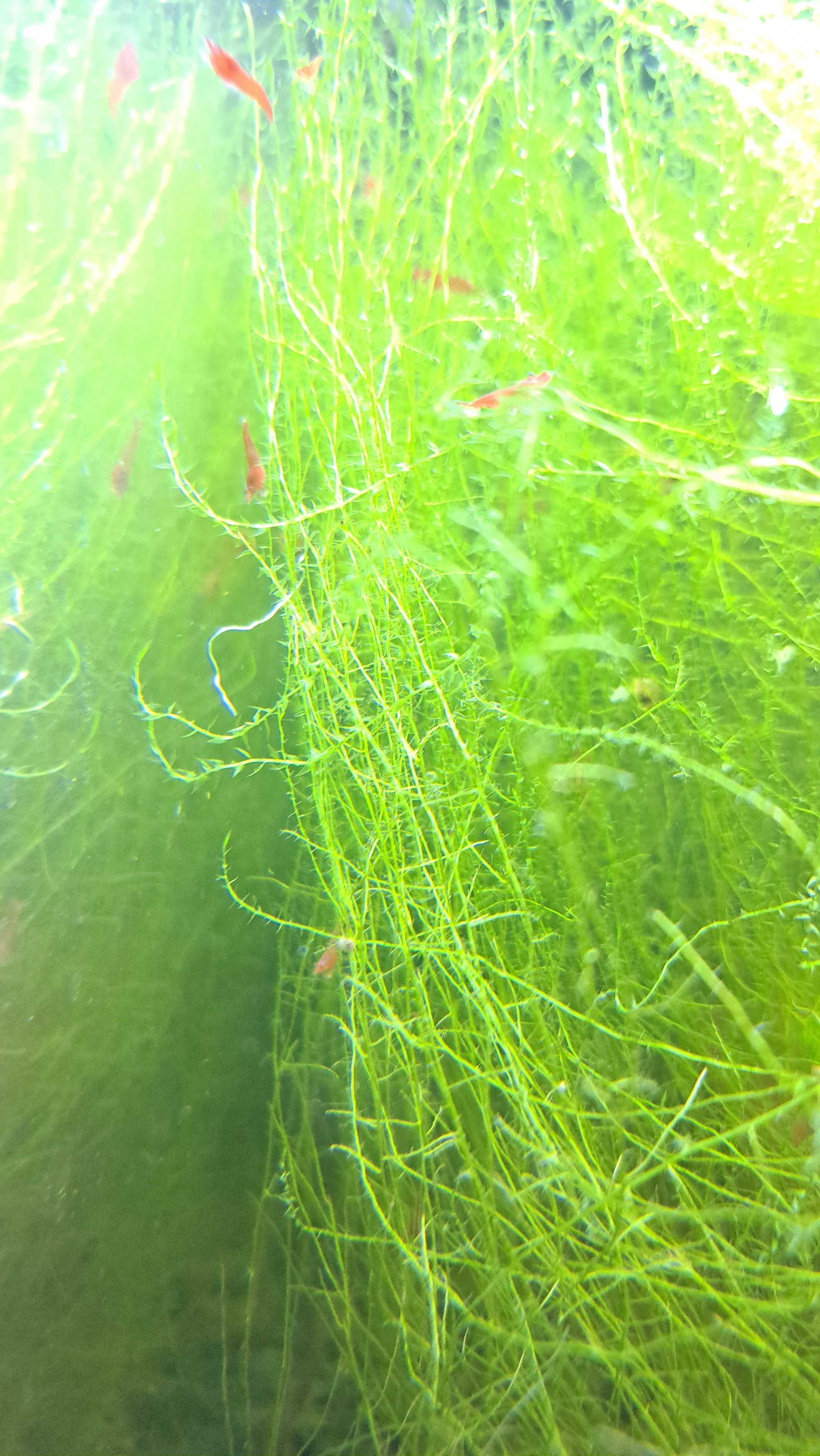 Krewetki red cherry naprawdę RED