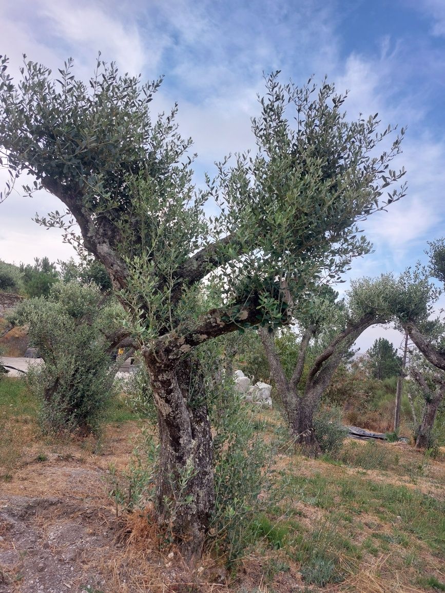 Oliveiras centenárias