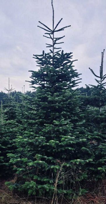 Jodla kaukaska 2.70-4.00 swierk choinki