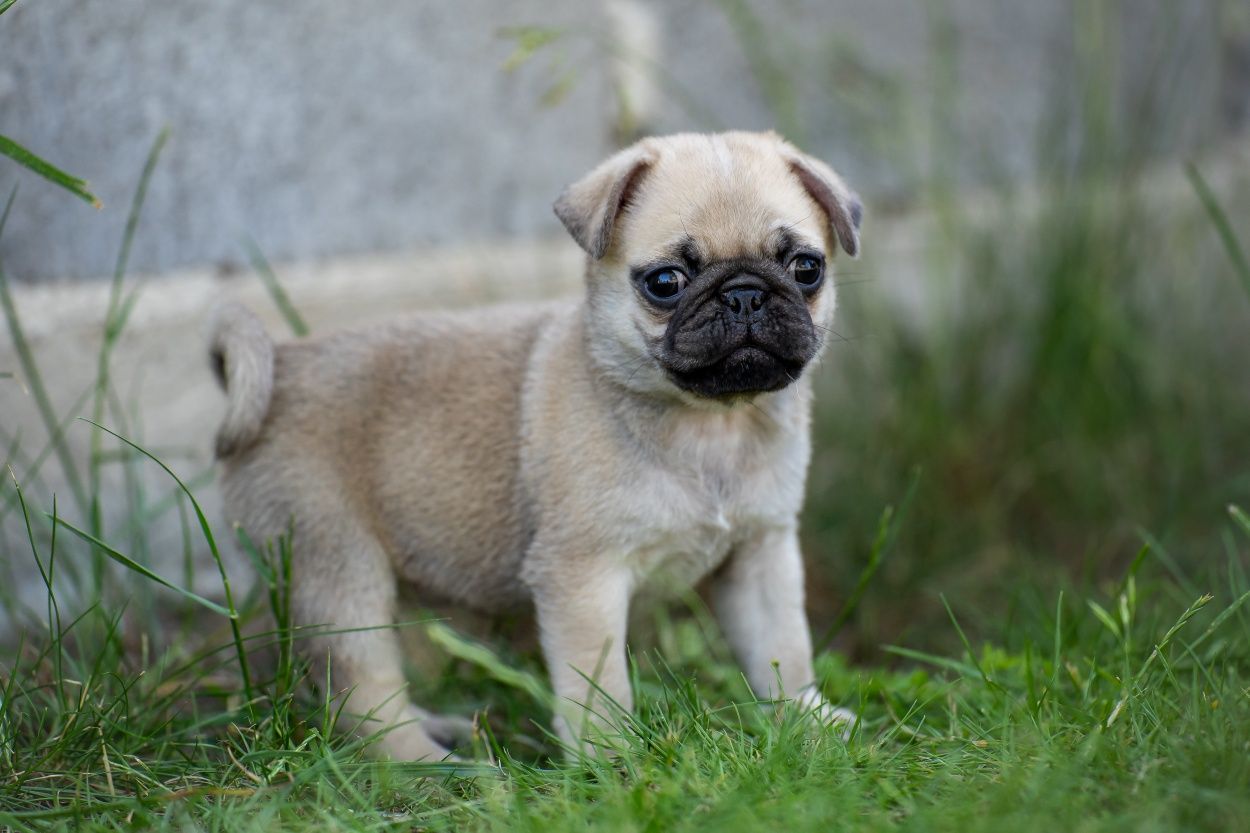 Mops 8 tygodnowy piesek