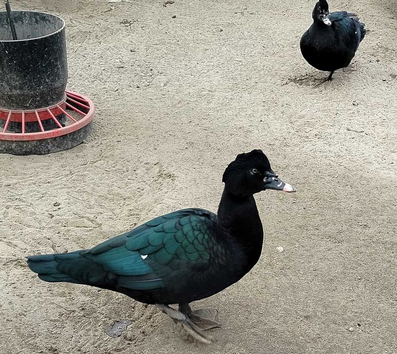 Sprzedam kaczki francuskie z czarną maską.