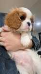 Bebe Cavalier King Charles Spaniel