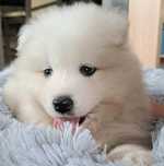 Sprzedam  sunie samoyeda