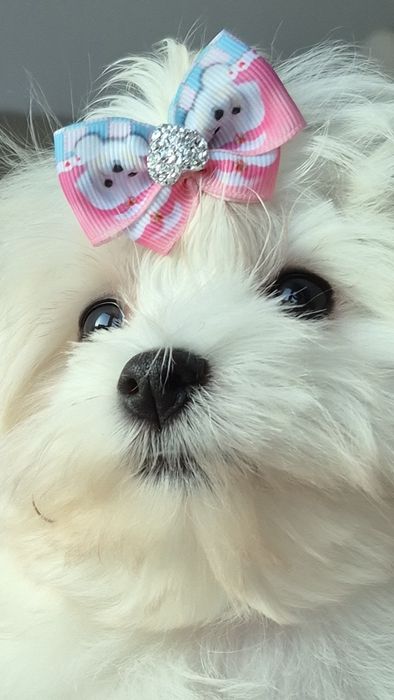 Maltańczyk Malteser ZHPR UCI rodowód