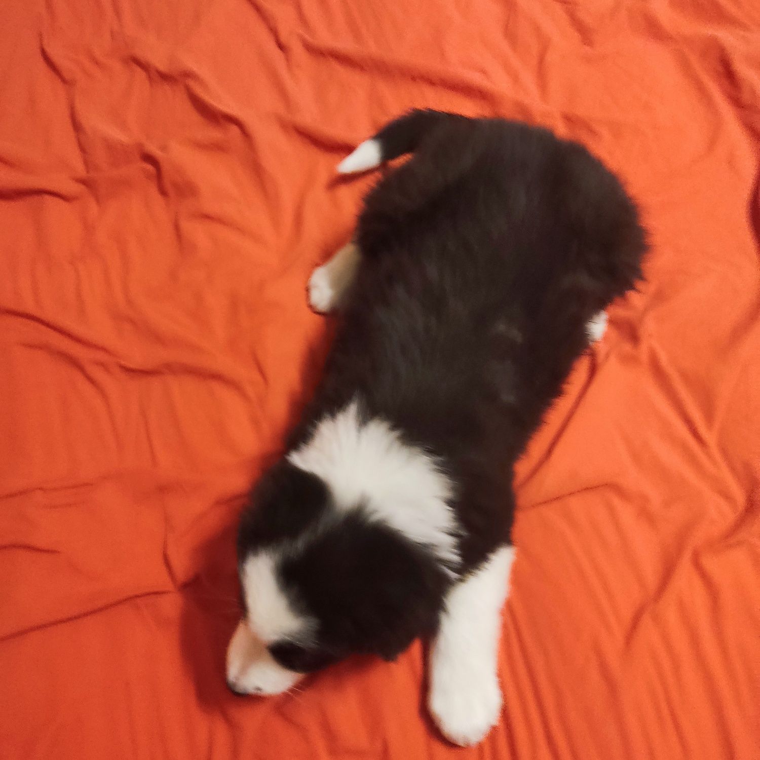 Border collie - suczka