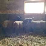 Borregos suffolks