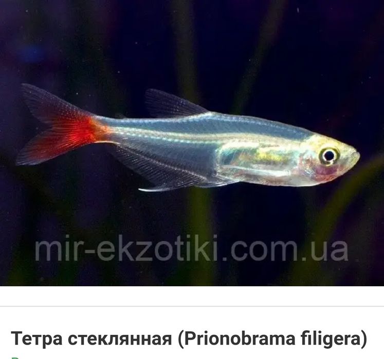 Кардинал, расбора, тетра медная, тетра стеклянная,  и др