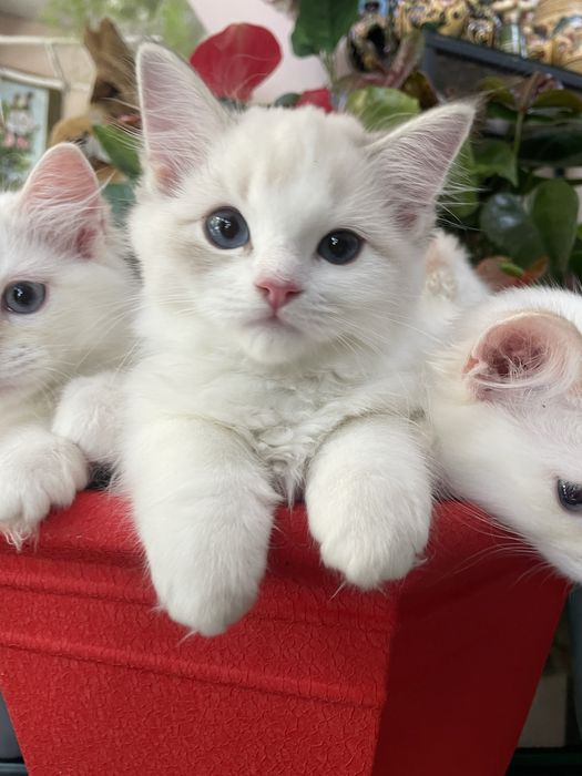 Котёнок, регдолл, Ragdoll, котик
