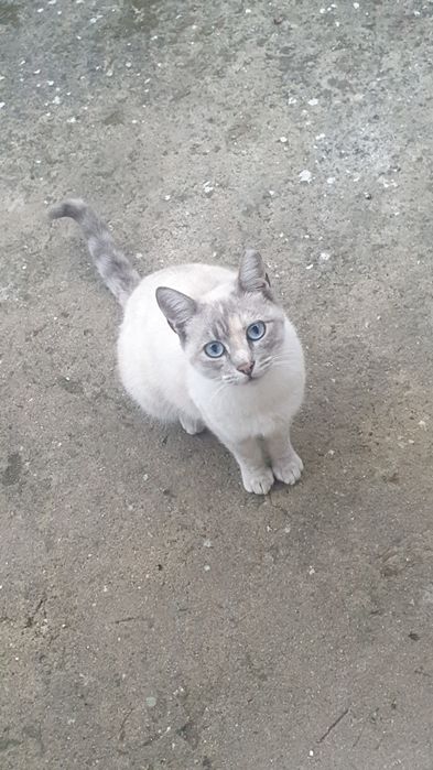 Gatinha muito meiga adoção urgente