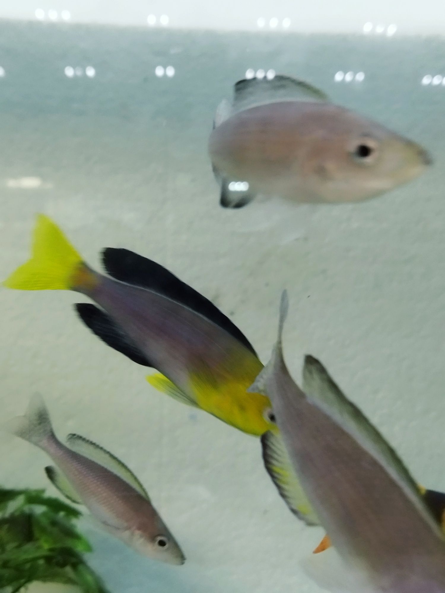 Cyprichromis leptosoma yellow head F1 tanganika