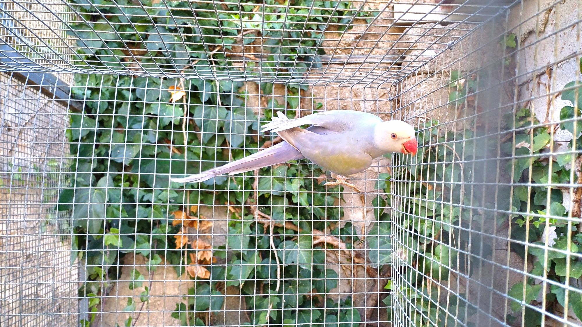 Ring necks várias mutações