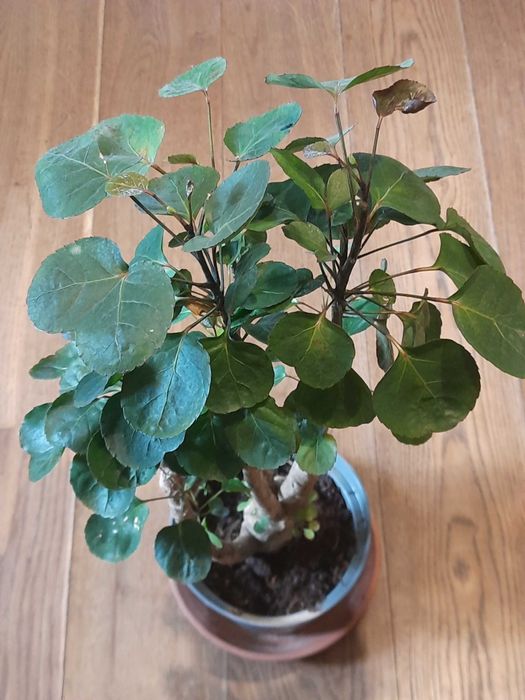 Egzotyczne drzewko Polyscias Fabian, wysokośc 60 cm