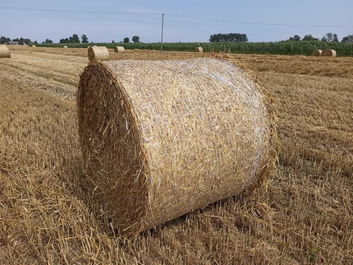 Słoma pszenna przy większej ilości możliwość negocjacji