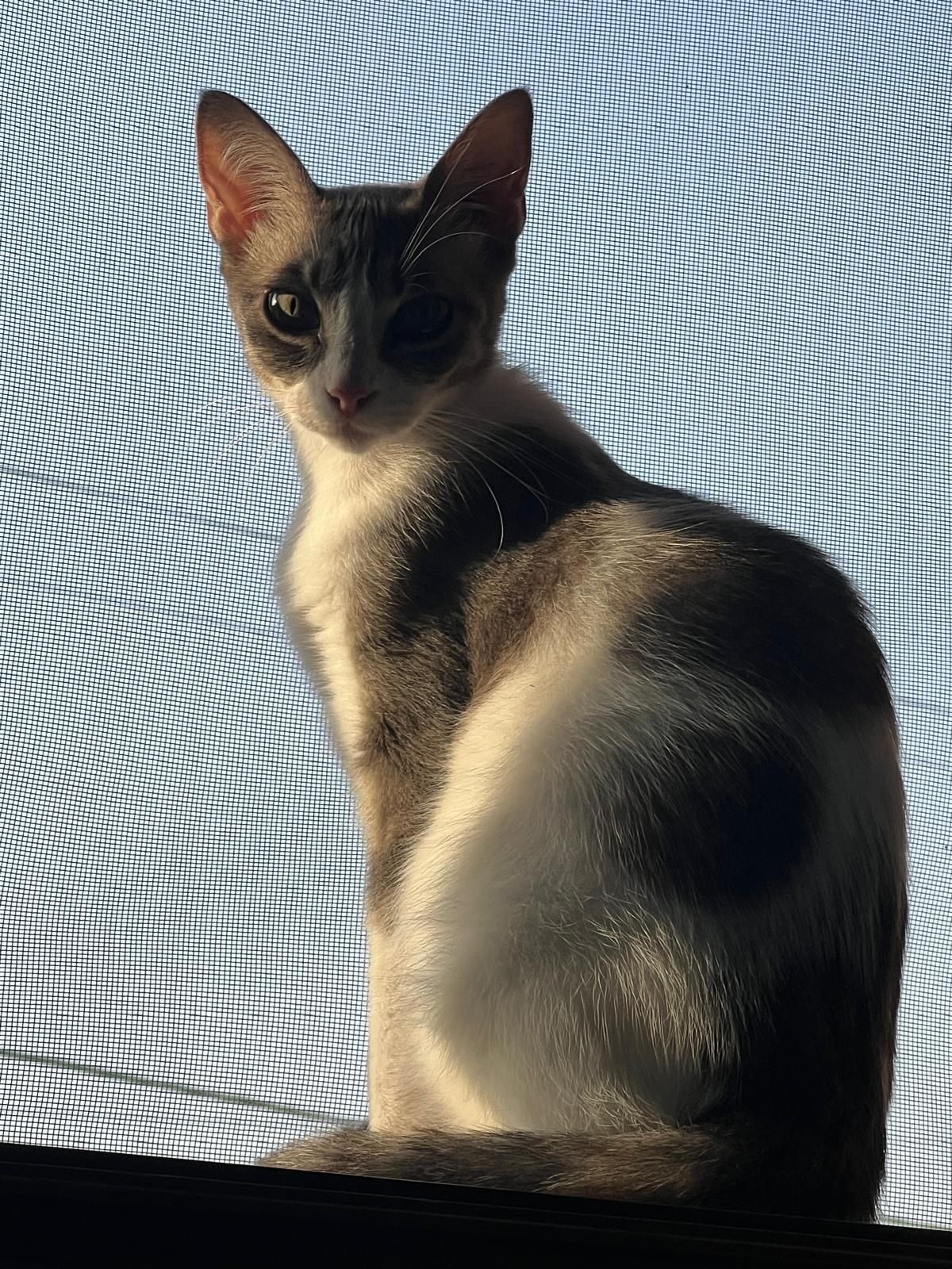 URGENTE! Doação de um gato e uma gata