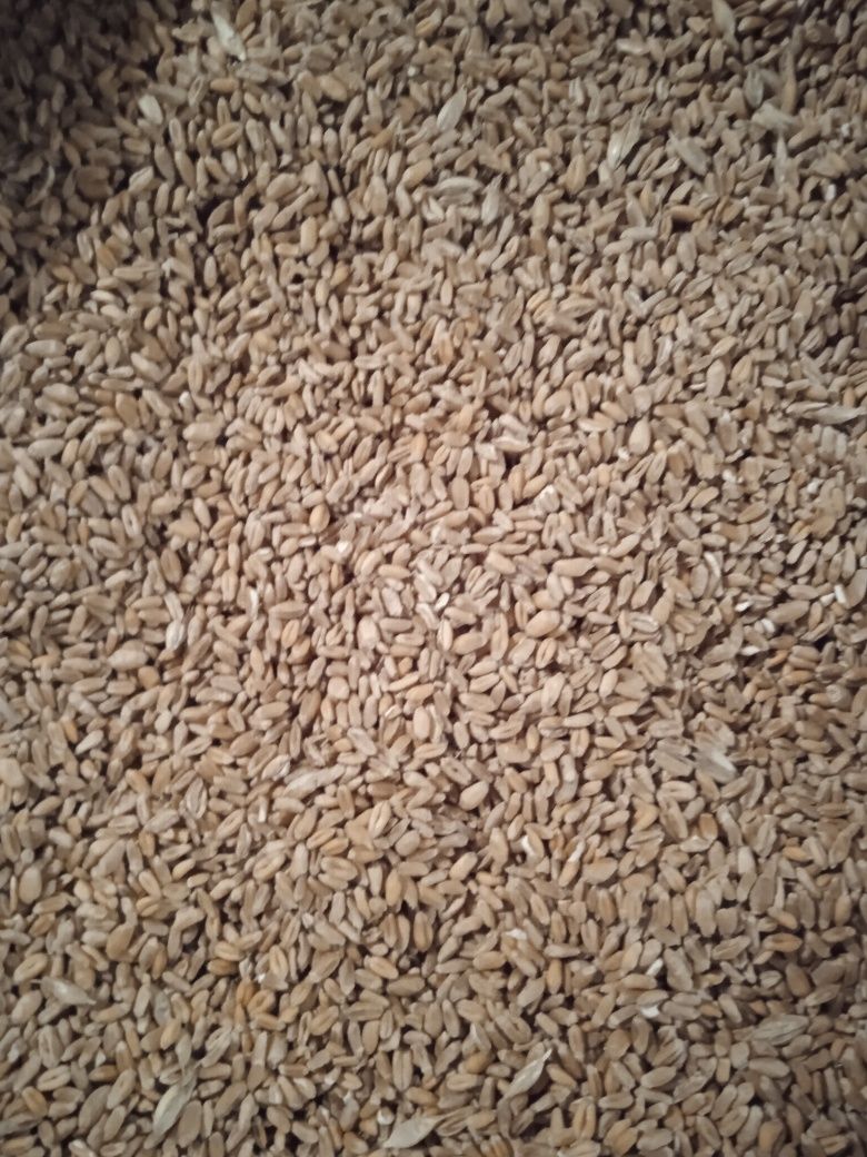 Продам суху пшеницю