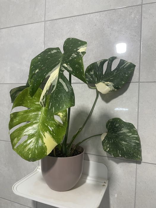 Монстера Тайське Сузірʼя, Aглаонема