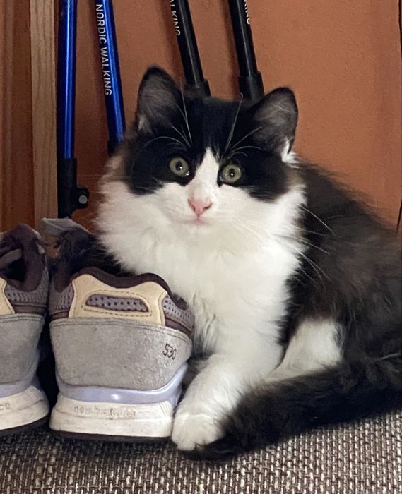 Котик Фелікс три місяці безкоштовно