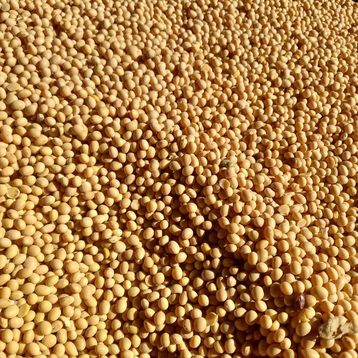 Sprzedam nasiona Soja odmiana Abaca