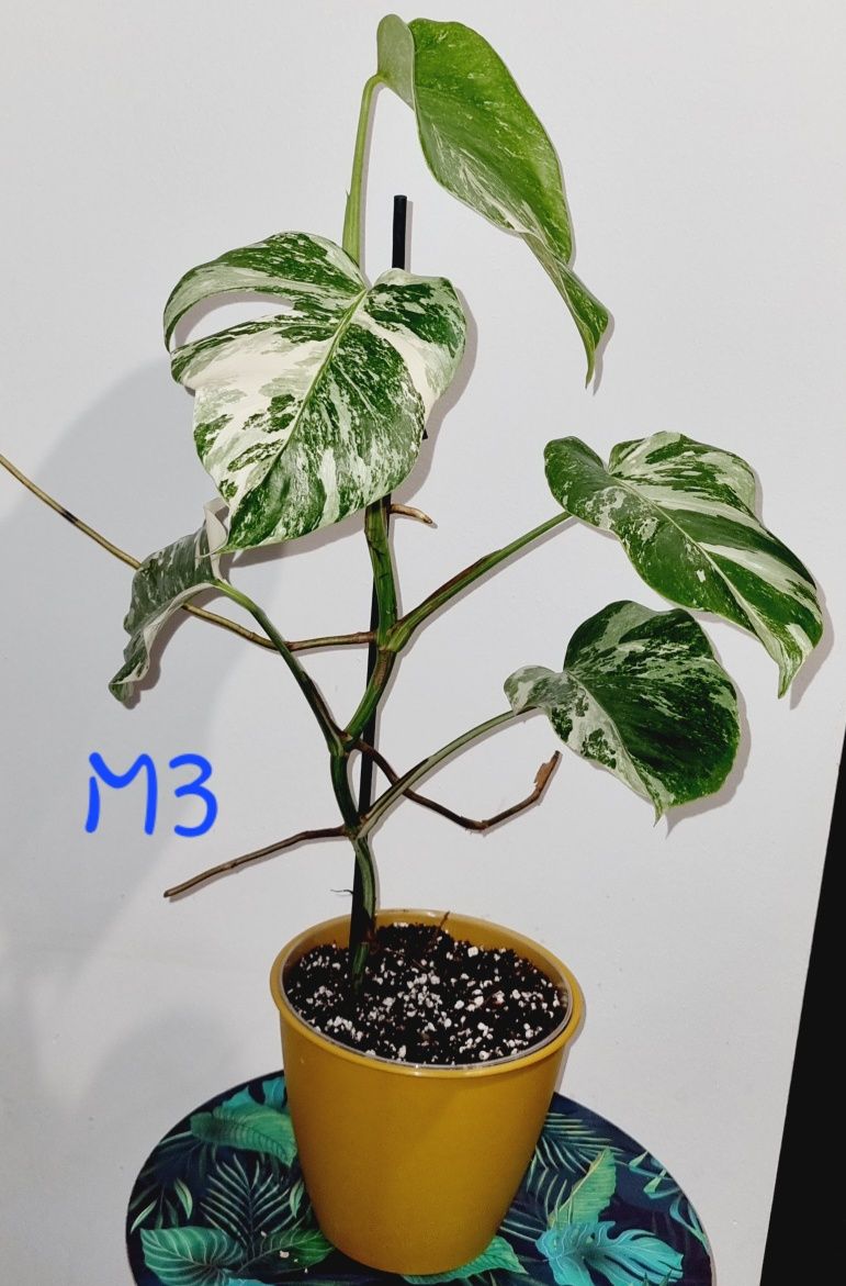 Monstera variegata M3