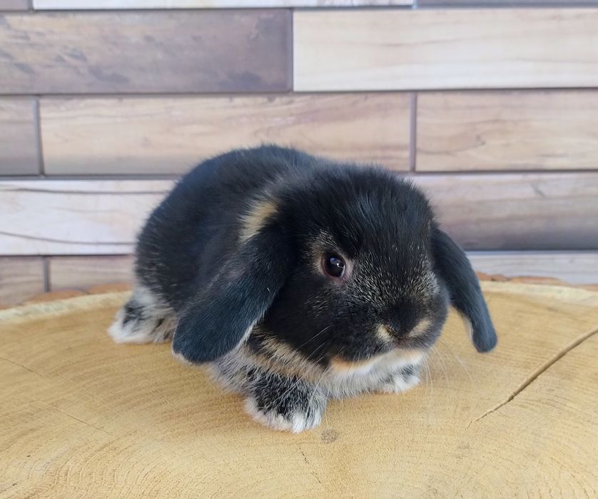 Mini lop wolne króliczki baranki