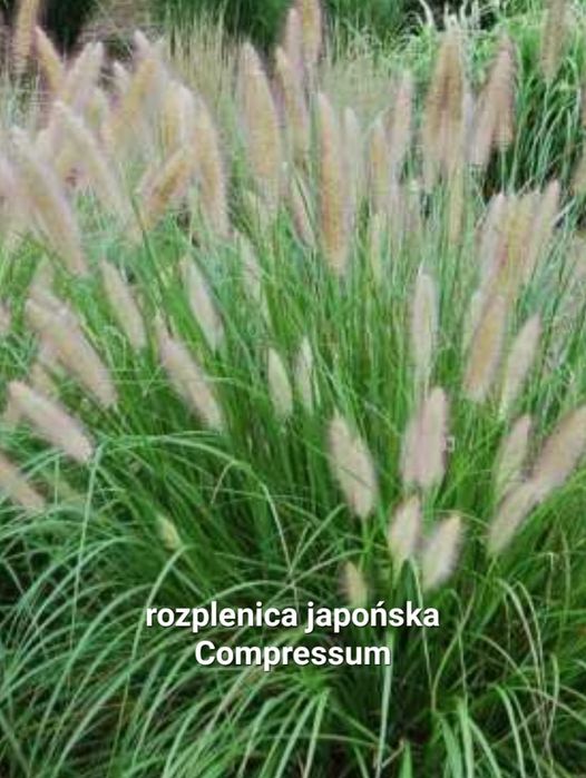 Rozplenica Compressum c2