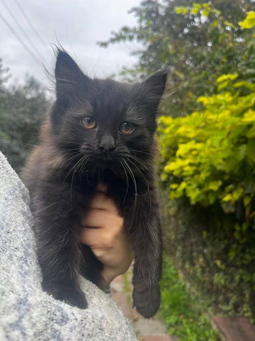 Кошенята в добра руки