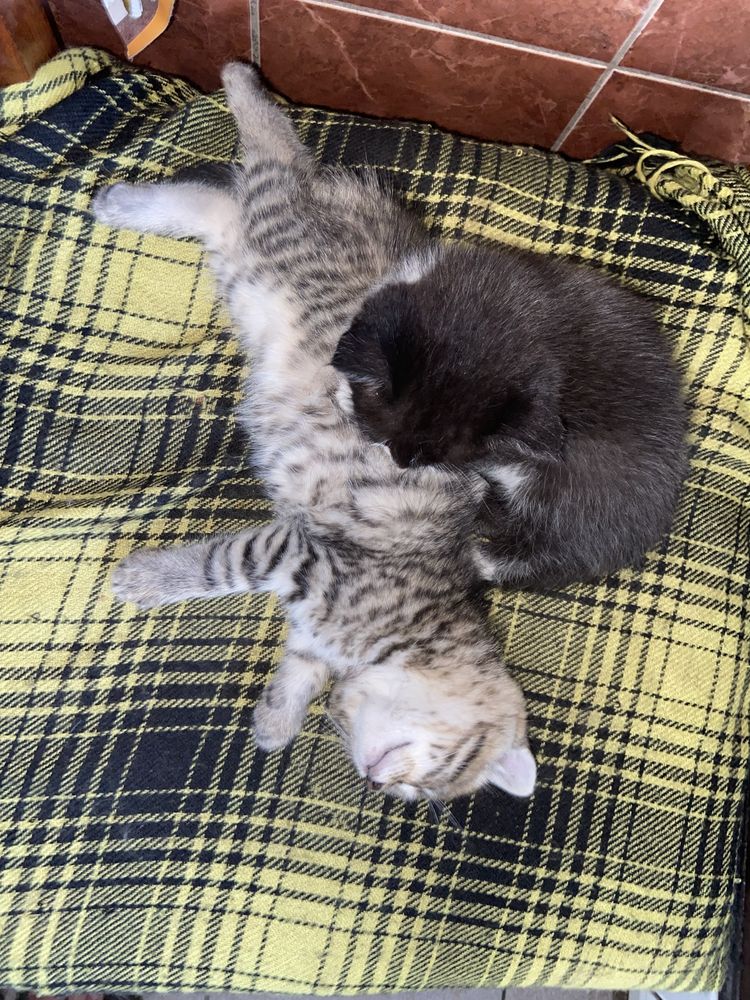 Віддам двух котиків(м.Бровари)