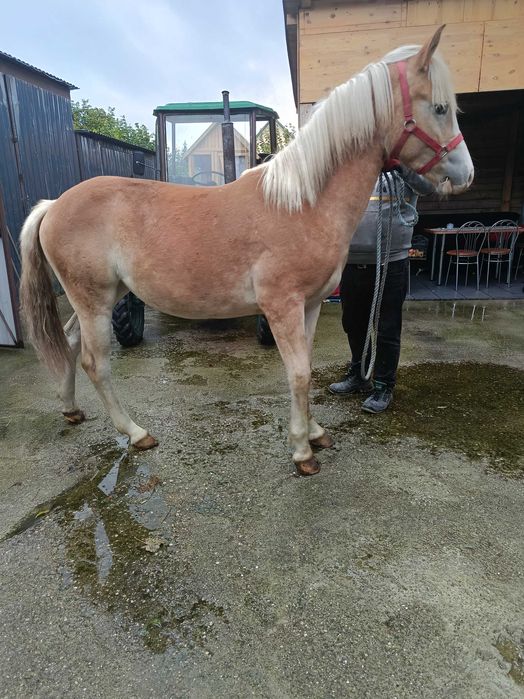 Przepiękna klacz haflinger (Rezerwacja)