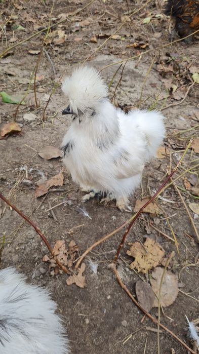 Para silek parka silki usa kura jedwabista