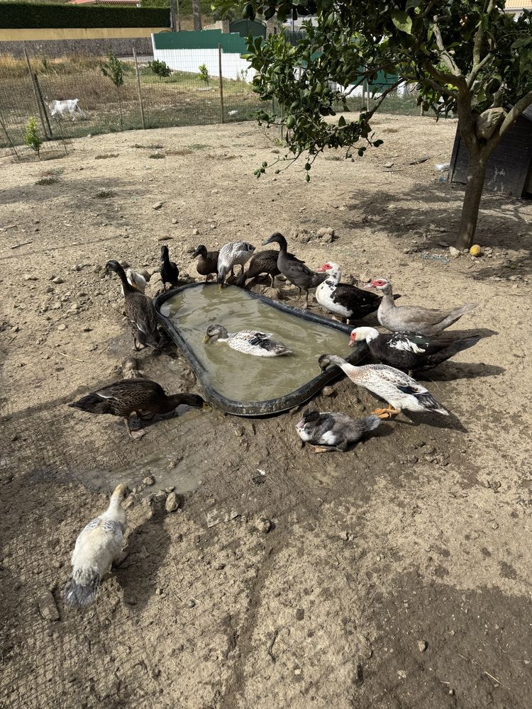 Patos e galinhas