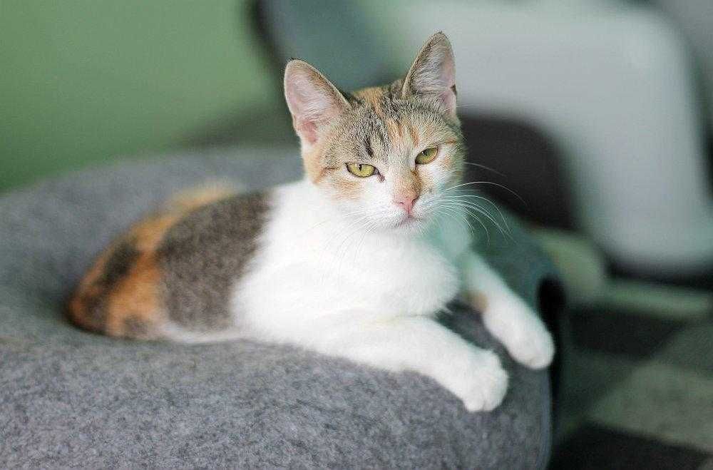 Trikolorka Madzia szuka domu na zawsze.