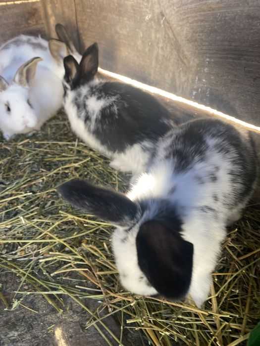 Кролі різногл віку