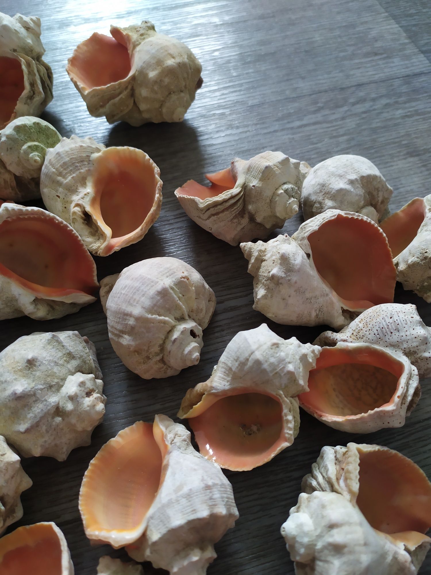 Продаются морские ракушки.30 штук.