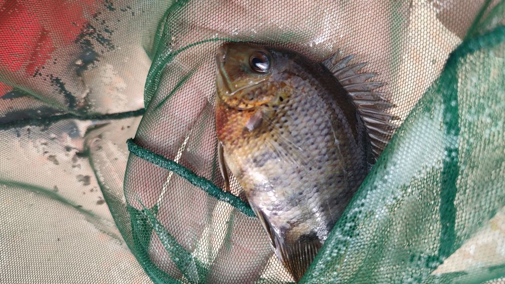 heros severum rocktail  13 a 14 cm