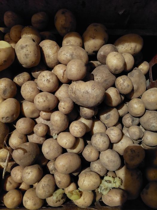 Ziemniaki jadalne vineta i Gala