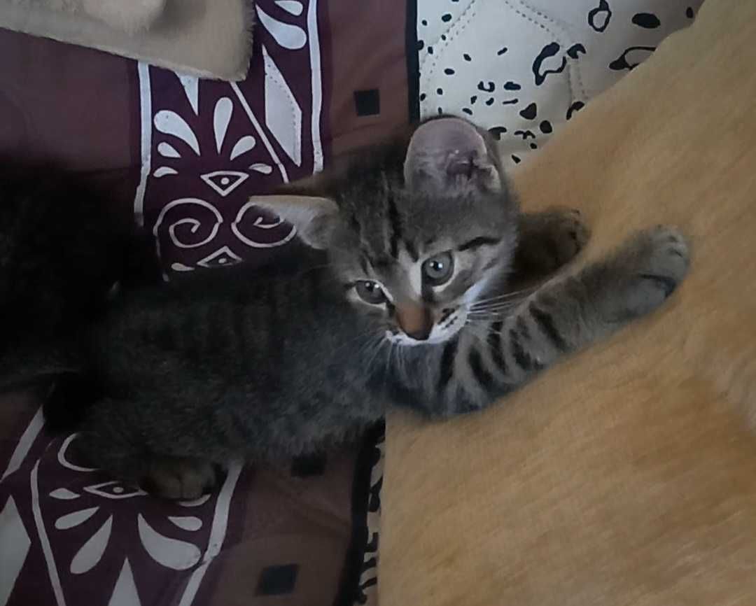 2,5 mies. samczyk do adopcji