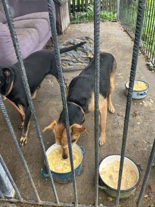 Pies piesek mieszaniec