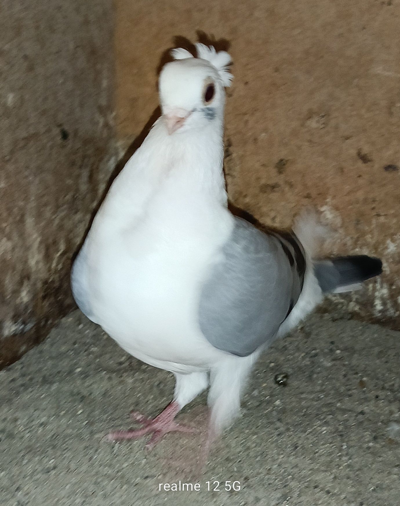 Gołębie, koguty, mewki